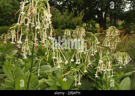 Blühender Tabak (Nicotiana sylvestris) in einem Garten Stockfoto