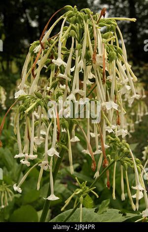 Blühender Tabak (Nicotiana sylvestris) in einem Garten Stockfoto