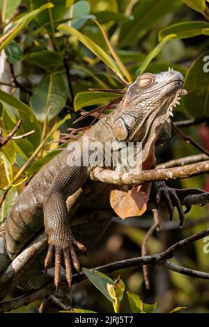 Gewöhnlicher grüner Leguan (Iguana Leguan), der auf einem Baum im Tortuguero Nationalpark, Costa Rica, ruht Stockfoto