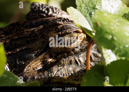 Nahaufnahme eines Alligators (Alligator mississippiensis) an Stirn und Auge im Tortuguero River, Costa Rica Stockfoto