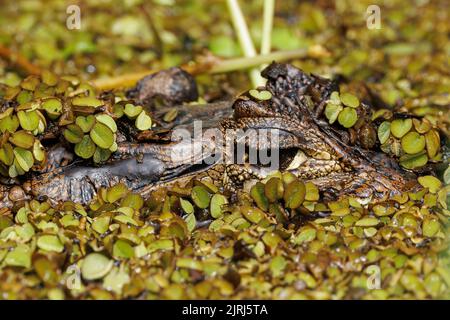 Nahaufnahme eines Alligators (Alligator mississippiensis) an Stirn und Auge im Tortuguero River, Costa Rica Stockfoto