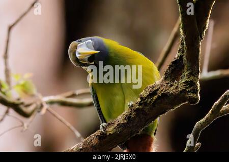 Smaragdtucanet (Aulacorhynchus prasinus), das auf einem Zweig im Curi Cancha Wildlife Refugium, Costa Rica, steht Stockfoto