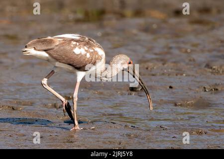 Juvenile American White Ibis (Eudocimus Albus) auf der Suche nach Essen und Wandern im Schlamm, Tortuguero River's Bank, Tortuguero Nationalpark, Costa Rica Stockfoto