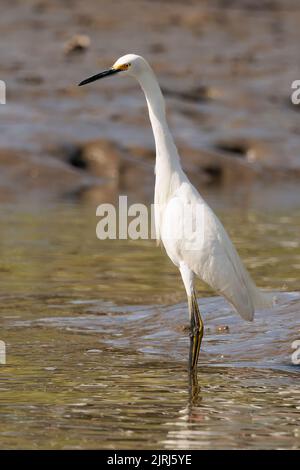 Großer Reiher (Ardea alba), der im Wasser von Tortuguero, Costa Rica, steht Stockfoto