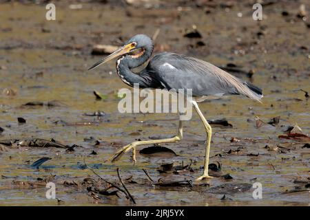 Tricolored Reiher (Egretta tricolor) Wandern im Schlamm des Tortuguero Flusses im Tortuguero Nationalpark, Costa Rica Stockfoto