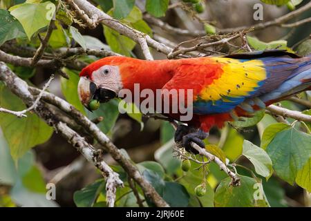 Farbige scharlachrote Aras (Ara macao), die an einem Zweig, am Ufer des Flusses Tortuguero, im Tortuguero-Nationalpark, Costa Rica, barschen und essen Stockfoto