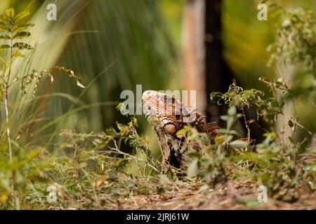 Grüner Leguan (Iguana Leguan) an einem sonnigen Tag in der Nähe des Flussufers des Tortuguero, Tortuguero Nationalpark, Costa Rica Stockfoto