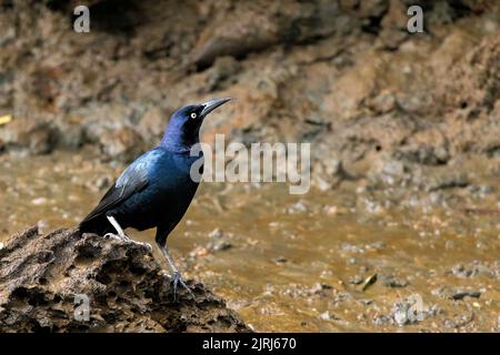 Schwanzgrackle (Quiscalus mexicanus), die am Ufer des Tortuguero-Flusses steht und nach oben blickt, Costa Rica Stockfoto