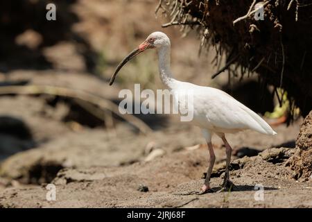 American white Ibis (Eudocimus Albus) steht am Ufer des Tortuguero Flusses, Costa Rica Stockfoto