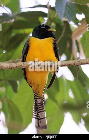 Schwarzkehltrogon / Gelbkehltrogon (Trogon rufus), der auf einer Zweigstelle im Nationalpark Curi Cancha in Costa Rica steht Stockfoto