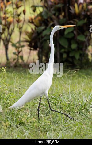 Great Egret (Ardea alba) zu Fuß in Playa blanca Garten in der Nähe von Puerto Jimenez, Osa Halbinsel, Costa Rica Stockfoto