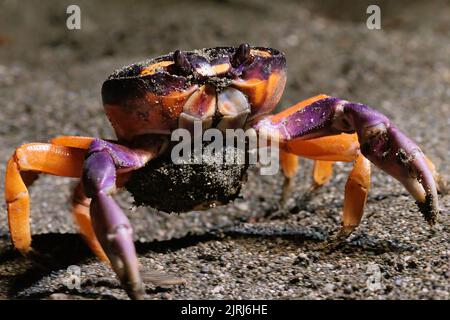 Halloween-Krabbe (Gecarcinus Quadratus) am Strand bei Nacht in der Nähe von Puerto Jimenez, Halbinsel Osa, Costa Rica Stockfoto