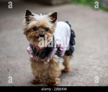 Sassy, eine yorkshire Terrier mit ausgestreckter Zunge, ganz verkleidet für ihr Porträt. Stockfoto