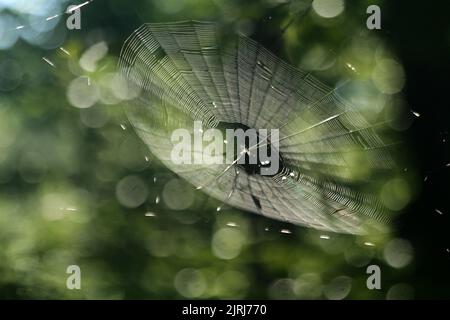 Perfektes Spinnennetz, das in der Luft hängt, mit Spinne in der Mitte Stockfoto