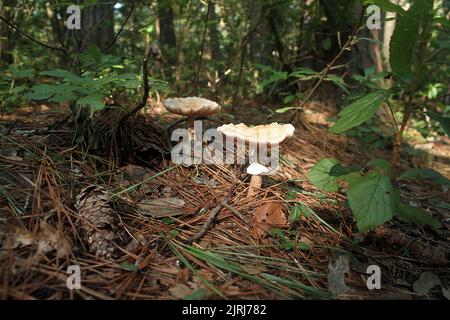 Pilze in den Wäldern von Virginia, USA Stockfoto