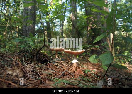 Pilze in den Wäldern von Virginia, USA Stockfoto