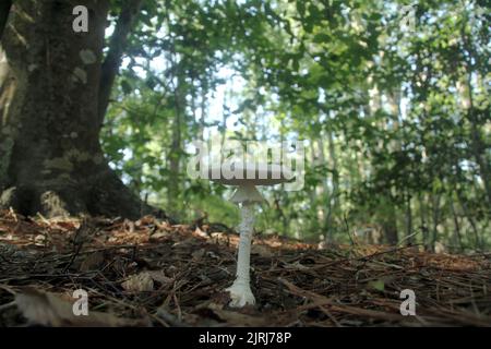 Amanita abruhta Pilz in Virginia, USA Stockfoto