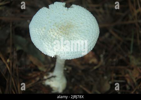 Amanita abruhta Pilz in Virginia, USA Stockfoto