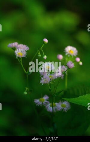 Eine vertikale Aufnahme von rosa Erigeron acer blüht auf einem Feld Stockfoto