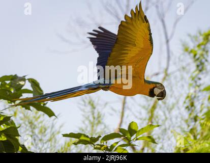 Blauer und Goldara im Flug im Wald. Stockfoto