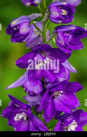 Nahaufnahme einer violetten Delphiniumblume in einem Frühlingsgarten in St. Croix Falls, Wisconsin, USA. Stockfoto