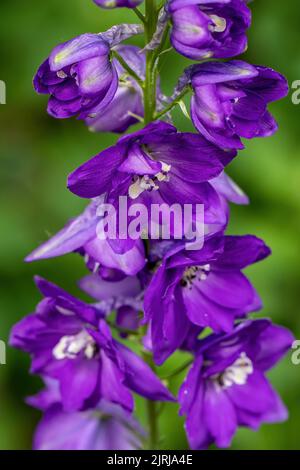 Nahaufnahme einer violetten Delphiniumblume in einem Frühlingsgarten in St. Croix Falls, Wisconsin, USA. Stockfoto