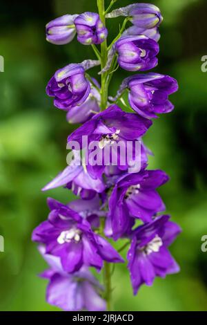 Nahaufnahme einer violetten Delphiniumblume in einem Frühlingsgarten in St. Croix Falls, Wisconsin, USA. Stockfoto