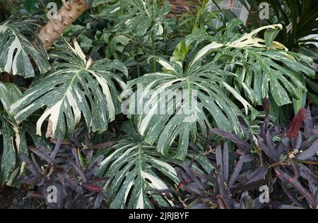 Schöne große Blätter der bunten Monstera Thai Constellation, einer seltenen tropischen Pflanze Stockfoto