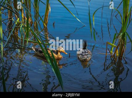 Schwarm von Enten schwimmen auf der natürlichen Umgebung. Mallard Ente schwimmt auf einem Teich mit blauem Wasser, während sie nach Nahrung sucht. Keine Personen, selektiver Fokus, tr Stockfoto