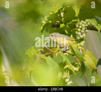 Eine weibliche Gelbkehlenschwalbe in grünem Laub Stockfoto