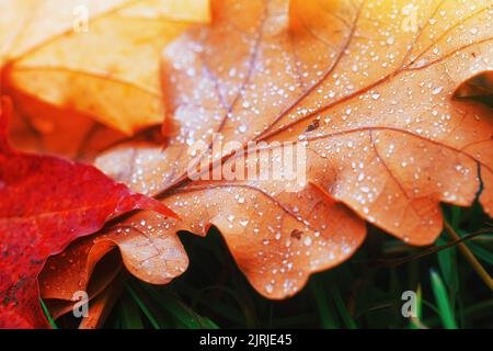 Details mit trockener Herbststruktur. Abstrakter Hintergrund der herbstlichen Schönheit der Waldnatur. Frisches Tau Wasser tropft. Venenstruktur aus braunem Eichenblech. Nasser Tropfen Stockfoto