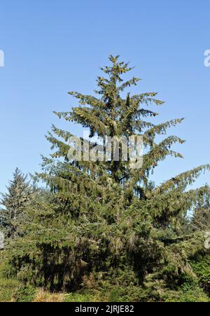 Sitka Fichte 'Picea sitchensis', reife weibliche und männliche Zapfen, Nadelbäume, immergrüne Bäume. Stockfoto