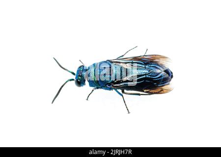 Kuckuckwasp (Chrysis angolensis) isoliert auf weißem Hintergrund. Stockfoto