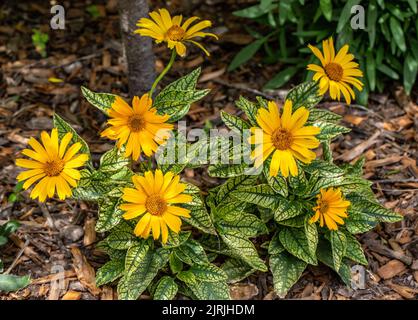 Heliopsis sonnengeplatzte Blumen in einem Sommergarten in St. Croix Falls, Wisconsin, USA. Stockfoto