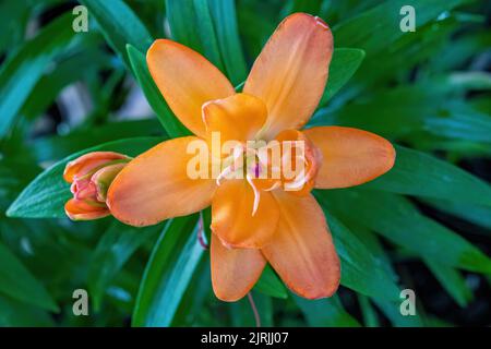 Nahaufnahme einer orangefarbenen asiatischen Lilie in einem Sommergarten in Taylors Falls, Minnesota, USA. Stockfoto