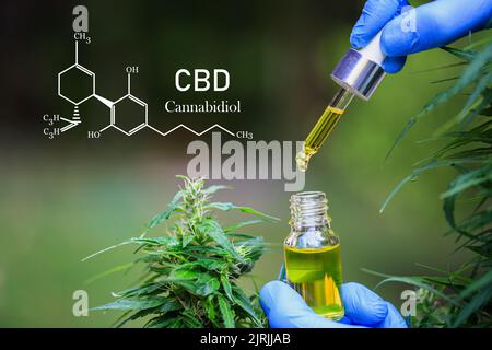 CBD-Zusammensetzung, Zellglasfläschchen mit Hanföl und Cannabispflanzen. CBD-Hanfölprodukte. Kräuterhanf mit Ölextrakt in einer Flasche. medica Stockfoto