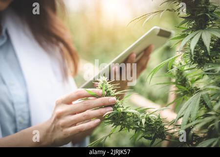 Porträt eines Wissenschaftlers der Arzt untersucht und analysiert Hanfpflanzen und erforscht Marihuana. Konzept der pflanzlichen Alternativmedizin, cbd-Hanföl, Stockfoto