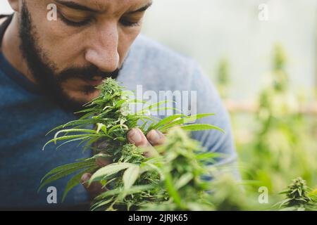 Landwirt überprüft Hanfpflanzen im Feld während eines sonnigen Sommertages, Landwirtschaft und Kräutermedizin Konzept, Marihuana Bauern, Hanfblumen. Stockfoto