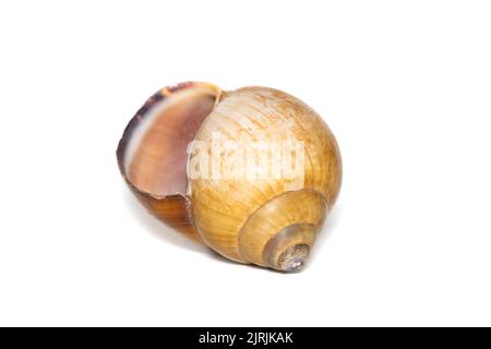 Bild einer braunen spiralförmigen Meeresmuschel auf weißem Hintergrund. Unterwassertiere. Muscheln. Stockfoto