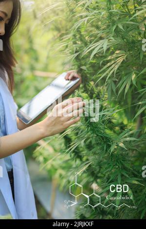 Untersuchung von Cannabisblättern durch Wissenschaftler oder Forscher, um die Ergebnisse zu dokumentieren. Heilkräuter. Drücke für Legalisierung und medizinisches Cannabis in th Stockfoto