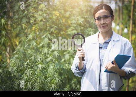 Marihuana-Forschung, Wissenschaftlerin in einem Hanffeld, das Pflanzen und Blumen untersucht, Konzept der alternativen Kräutermedizin Stockfoto