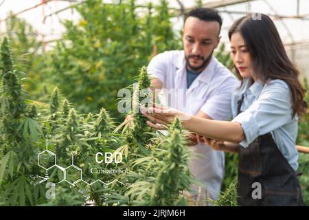 Untersuchung von Cannabisblättern durch Wissenschaftler oder Forscher, um die Ergebnisse zu dokumentieren. Alternative Kräuter. Legalisierung und medizinisches Cannabis in der Welt Stockfoto