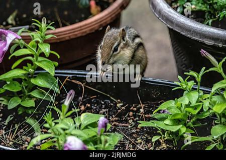 Streifenhörnchen, die in einem Frühlingsgarten in Taylors Falls, Minnesota, USA, am Rande eines Blumentöpfchens eine Sonnenblumenkerne essen. Stockfoto