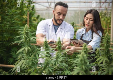 Professionelle Forscherin, die im Hanffeld arbeitet, Cannabis Sativa Research Concepts CBD Oil Herbal Medicines. Stockfoto