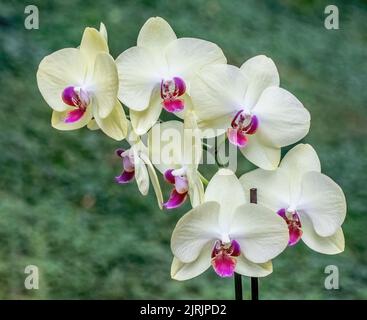 Wunderschöne, blassgelbe Orchidee mit pinkfarbenen Innenteilen an einem Sommermorgen in Taylors Falls, Minnesota, USA. Stockfoto