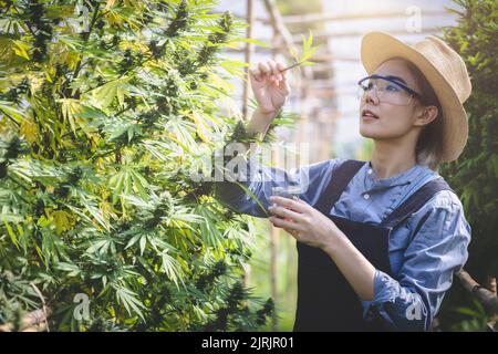 Forscher halten Flaschen mit Hanföl bereit, um CBD-Extrakte aus Hanföl auf Farmen zu erforschen. Stockfoto