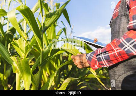Smart Frau Landwirt Agronomin mit digitalen Tablet für die Prüfung und Inspektion der Qualitätskontrolle von Maisernte produzieren. Landwirtschaftliche Technologie. Stockfoto