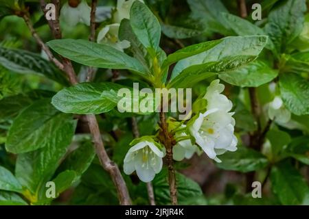 Weißer Rhododendron, Rhododendron albiflorum, blühend im Bergwald des Evergreen Mountain, Cascade Range, Mt. Baker-Snoqualmie National Forest, W Stockfoto