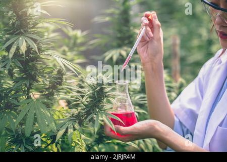 Wissenschaftler führt Experimente durch, indem sie Verbindungen mit Dropper in einem Reagenzglas synthetisieren. cbd-Hanföl, Medizinkonzept. Stockfoto