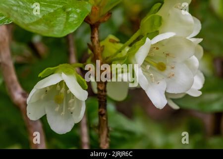 Weißer Rhododendron, Rhododendron albiflorum, blühend im Bergwald des Evergreen Mountain, Cascade Range, Mt. Baker-Snoqualmie National Forest, W Stockfoto